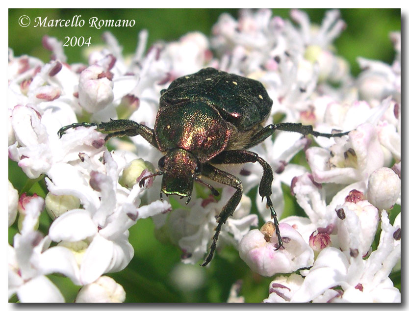 Gnorimus nobilis (Coleoptera, Cetoniidae)